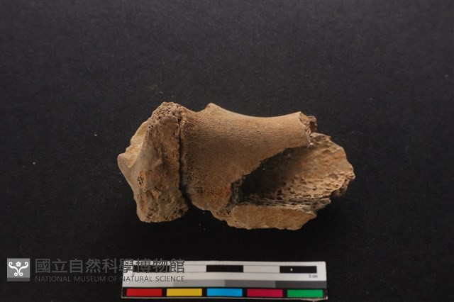 梅花鹿骨藏品圖，第3張
