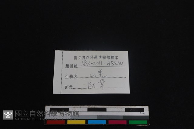山羌骨藏品圖，第3張