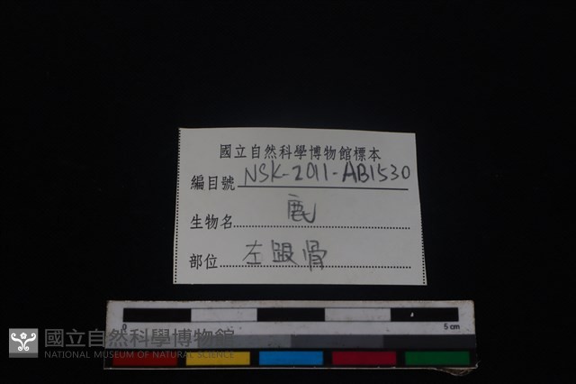 梅花鹿骨藏品圖，第3張
