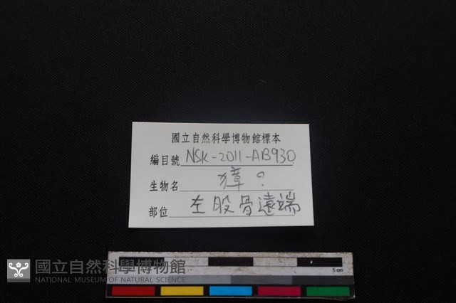 獐骨藏品圖，第3張