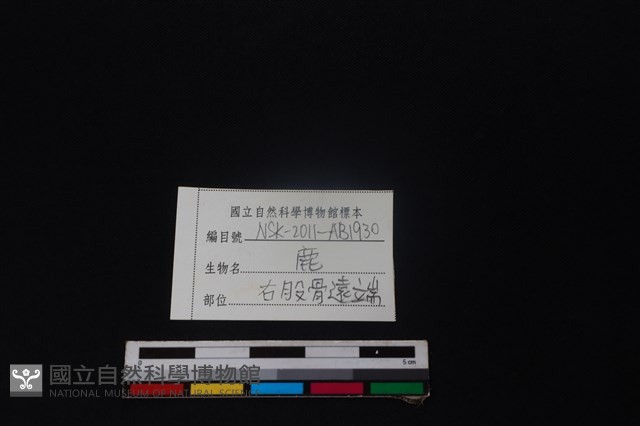 梅花鹿骨藏品圖，第3張