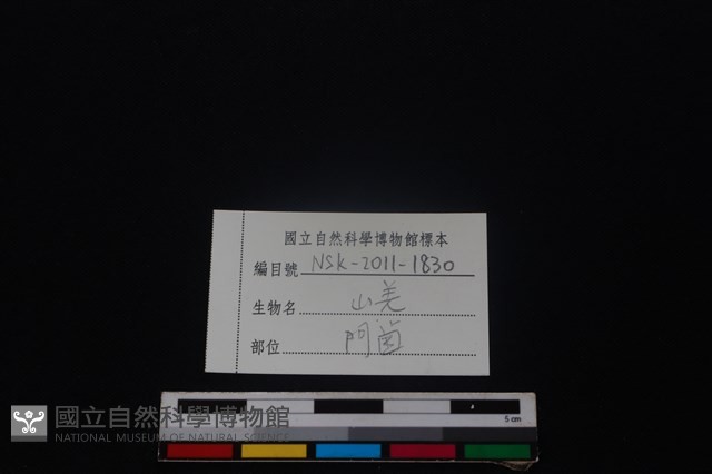 山羌骨藏品圖，第3張