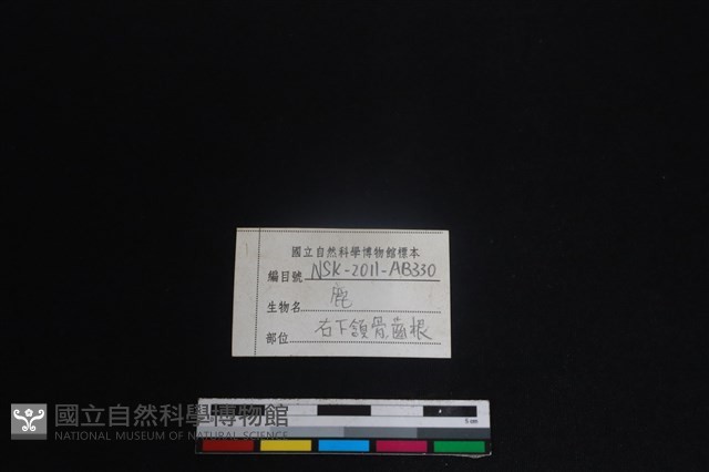 梅花鹿骨藏品圖，第3張