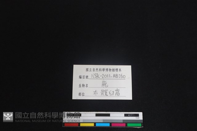 梅花鹿骨藏品圖，第3張