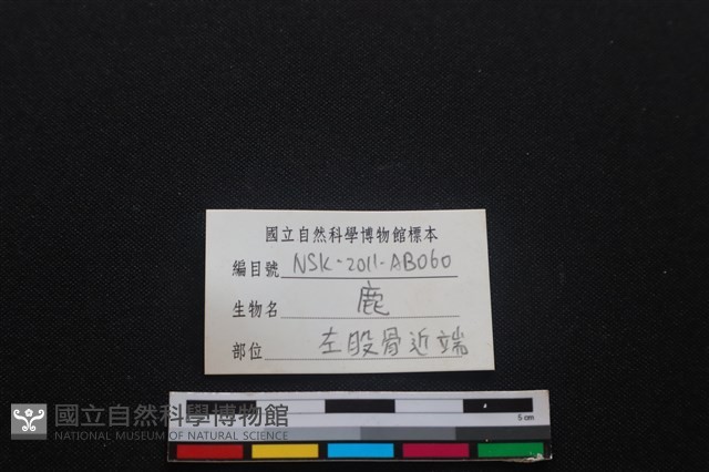 梅花鹿骨藏品圖，第3張