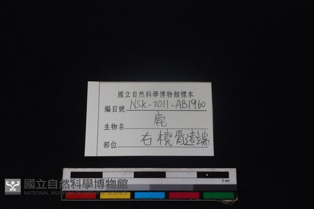 梅花鹿骨藏品圖，第3張