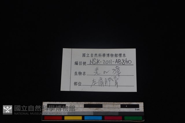 鹿科骨藏品圖，第3張