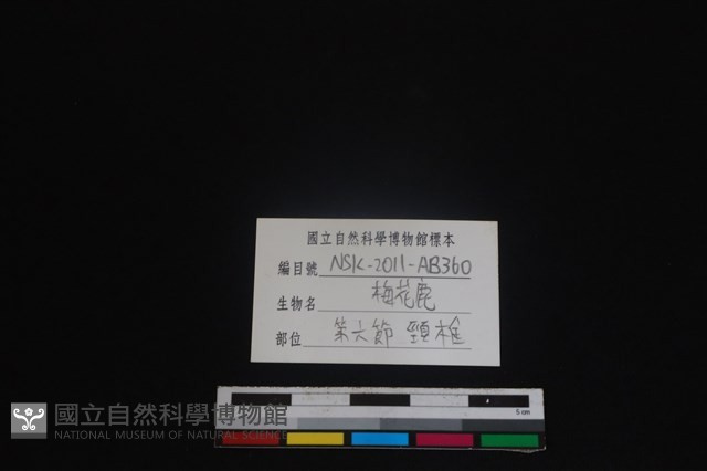 梅花鹿骨藏品圖，第3張