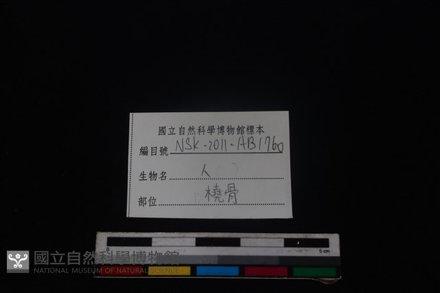 人骨藏品圖，第3張