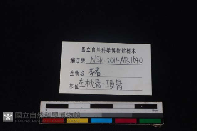 豬骨藏品圖，第3張