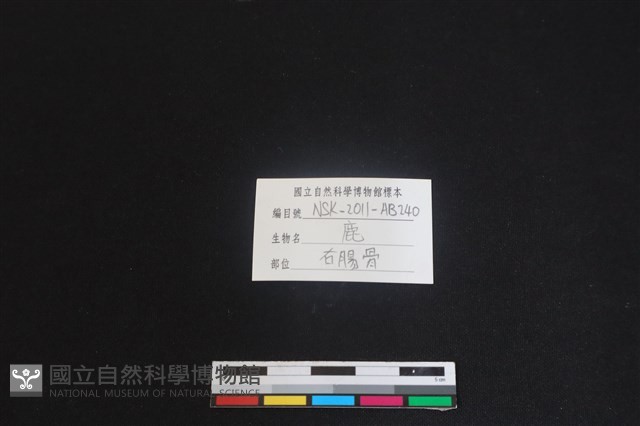 梅花鹿骨藏品圖，第3張