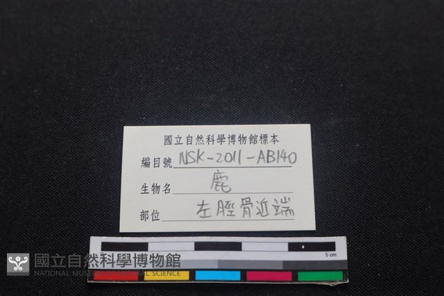 梅花鹿骨藏品圖，第3張