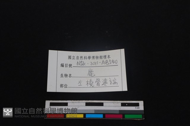 梅花鹿骨藏品圖，第3張