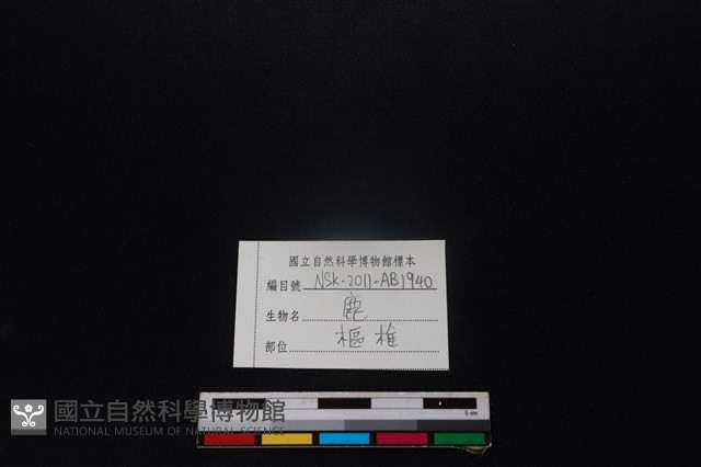 梅花鹿骨藏品圖，第3張