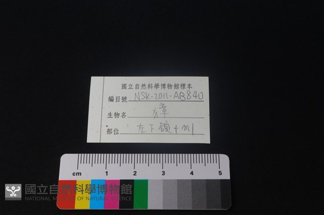 獐骨藏品圖，第3張