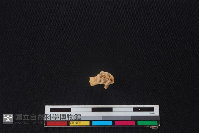 獐骨藏品圖，第3張