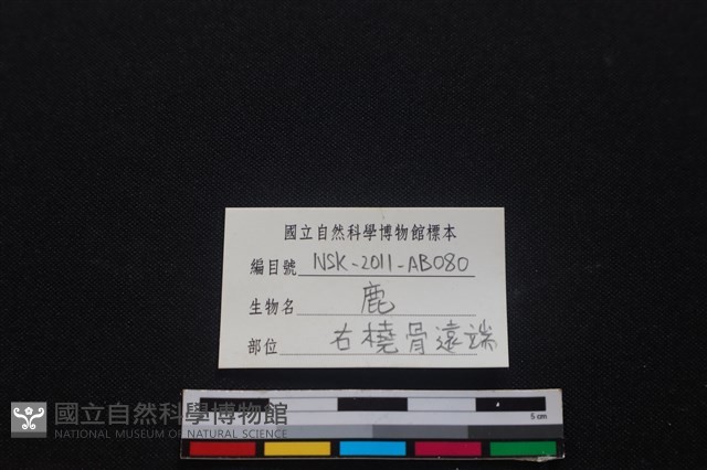 梅花鹿骨藏品圖，第3張