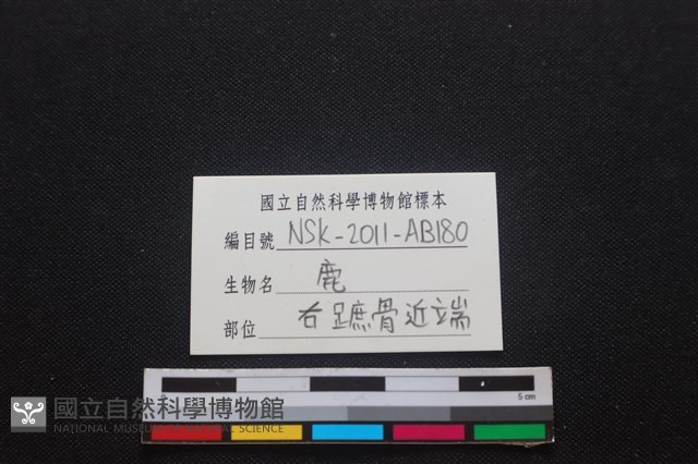 梅花鹿骨藏品圖，第3張