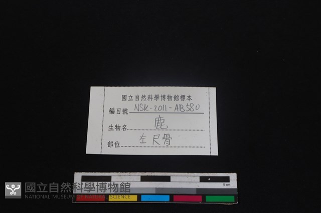 梅花鹿骨藏品圖，第3張