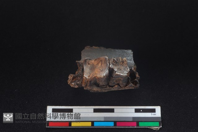 豬骨藏品圖，第3張