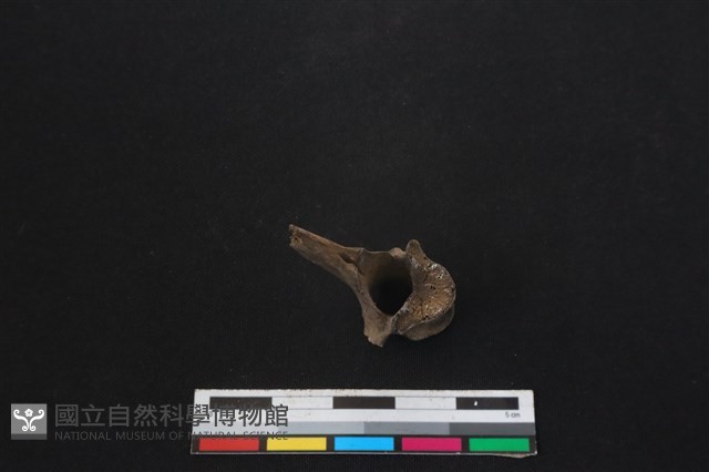 鹿科骨藏品圖，第3張