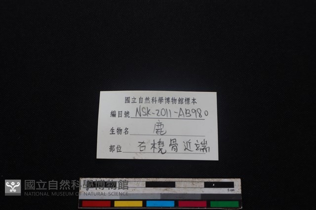 梅花鹿骨藏品圖，第3張