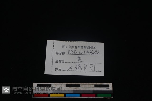 山羌骨藏品圖，第3張