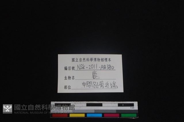 梅花鹿骨藏品圖，第3張