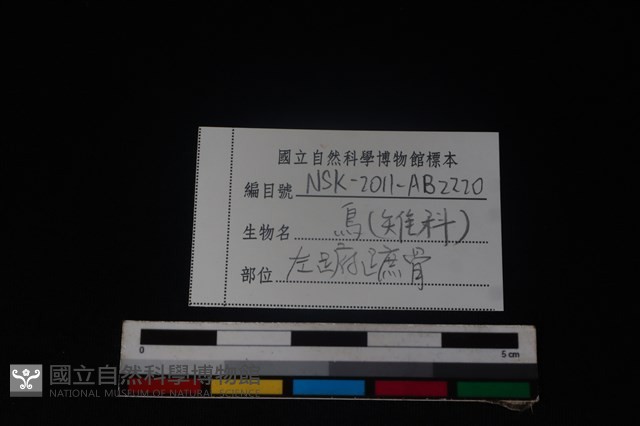 雉科骨藏品圖，第3張