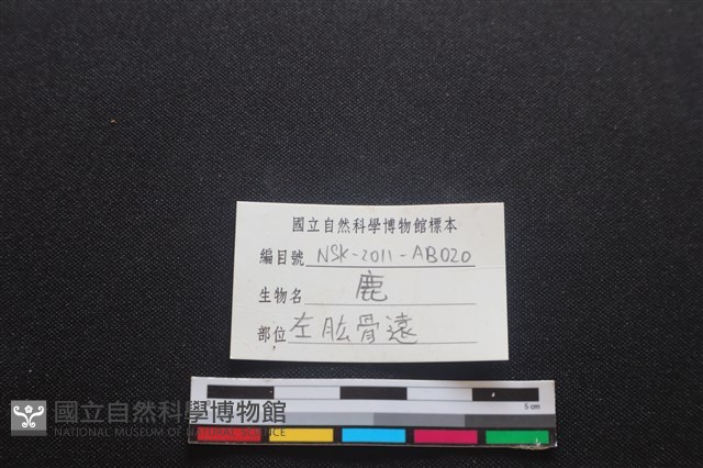 梅花鹿骨藏品圖，第3張