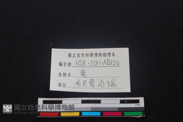 梅花鹿骨藏品圖，第3張