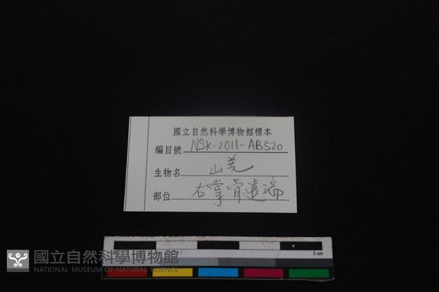 山羌骨藏品圖，第3張