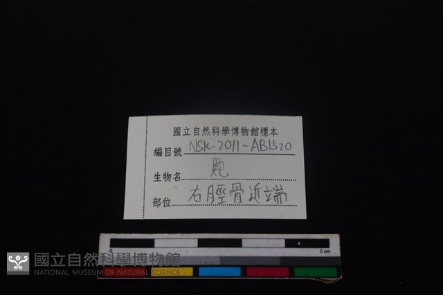 梅花鹿骨藏品圖，第3張
