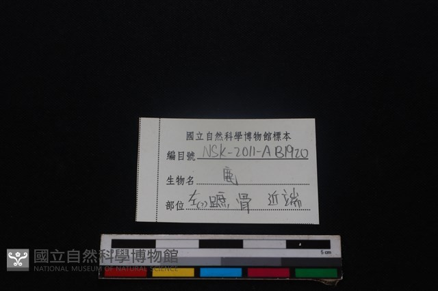 梅花鹿骨藏品圖，第3張