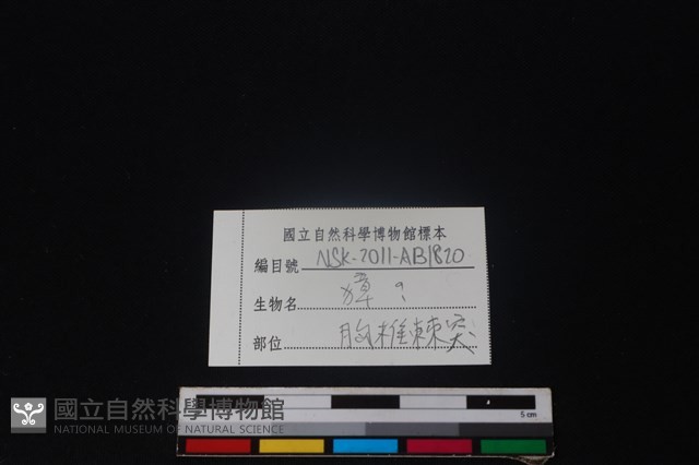 獐骨藏品圖，第3張