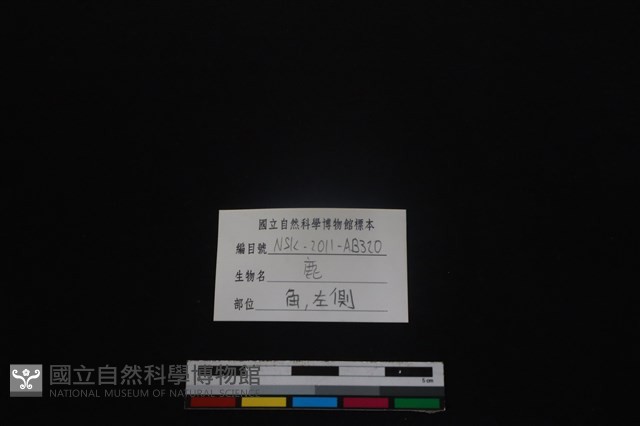 梅花鹿骨藏品圖，第3張