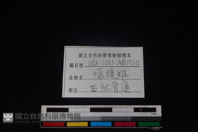 環頸雉骨藏品圖，第3張