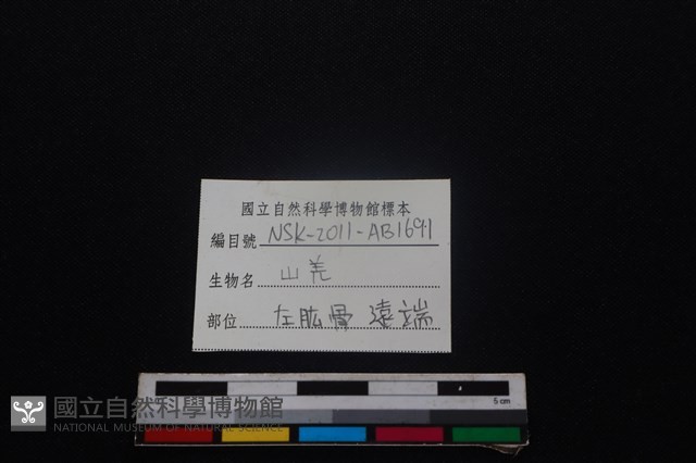 山羌骨藏品圖，第3張