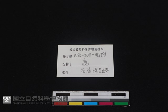 梅花鹿骨藏品圖，第3張