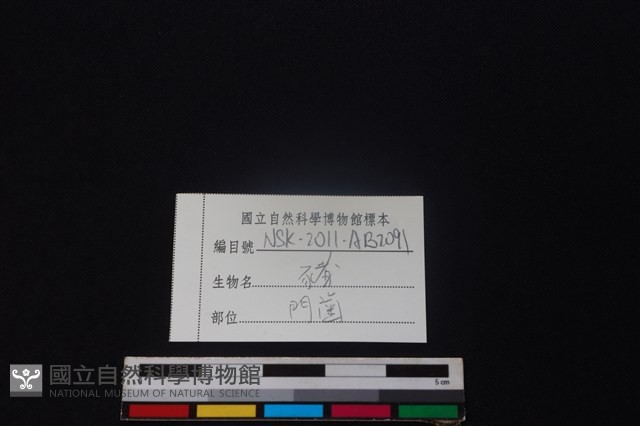 豬骨藏品圖，第3張