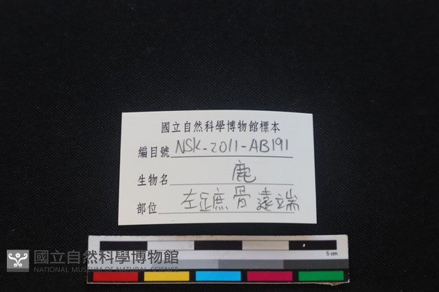 梅花鹿骨藏品圖，第3張