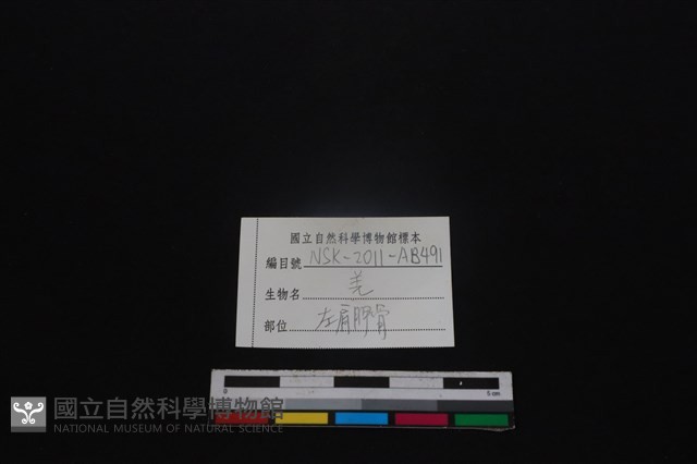 山羌骨藏品圖，第3張