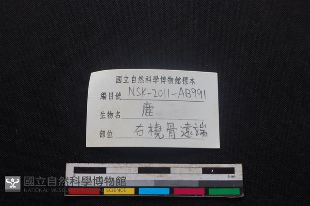 梅花鹿骨藏品圖，第3張