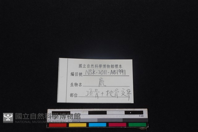 梅花鹿骨藏品圖，第3張