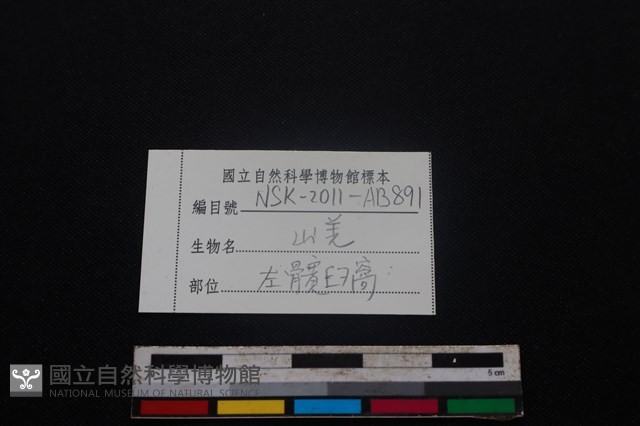 山羌骨藏品圖，第3張