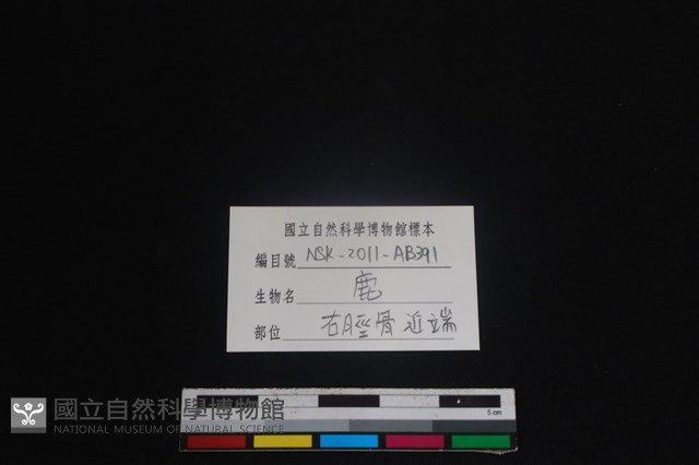 梅花鹿骨藏品圖，第3張
