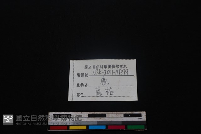 梅花鹿骨藏品圖，第3張