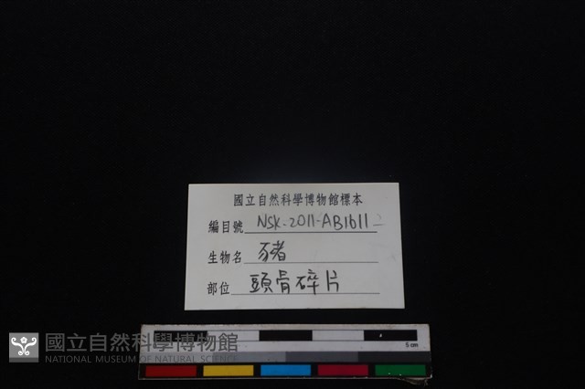 豬骨藏品圖，第3張