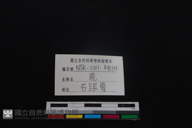 梅花鹿骨藏品圖，第3張