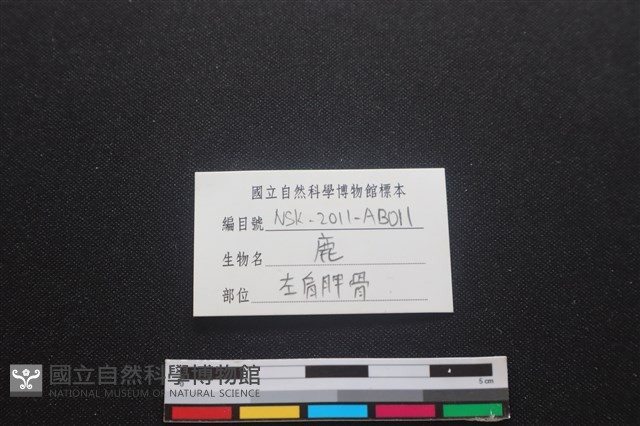 梅花鹿骨藏品圖，第3張